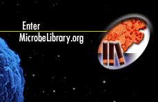 Enter MicrobeLibrary.org